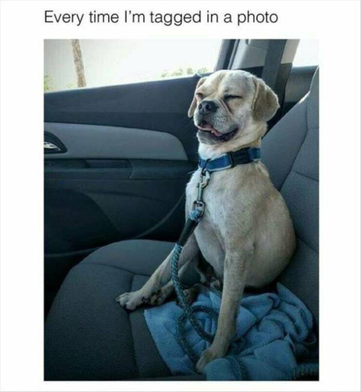 puggle - Every time I'm tagged in a photo