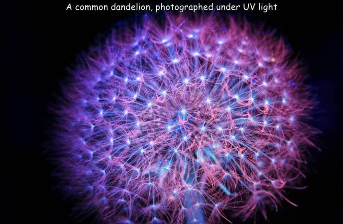 fractal art - A common dandelion, photographed under Uv light