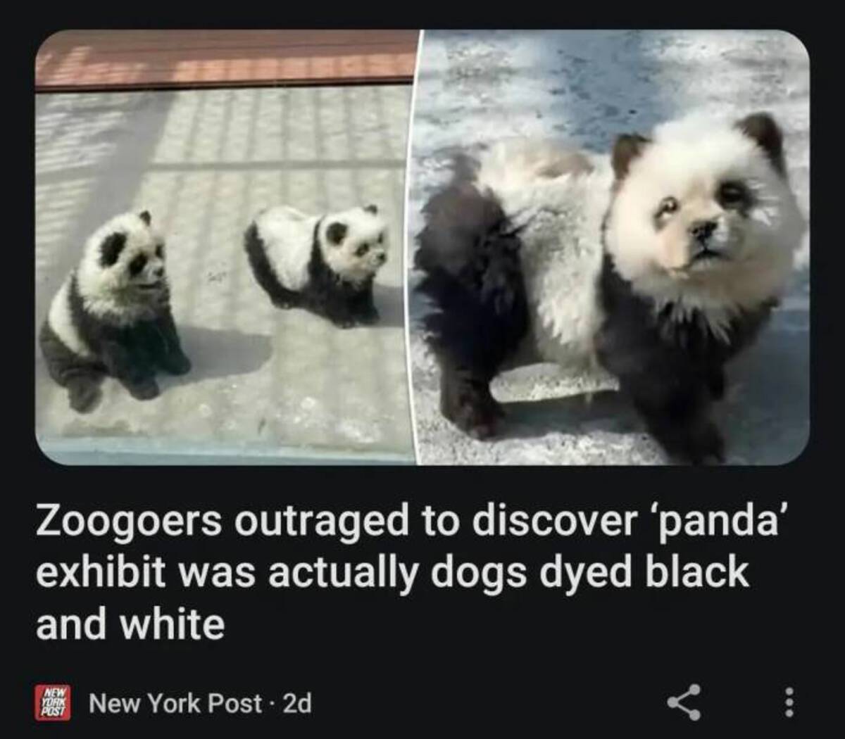panda - Zoogoers outraged to discover 'panda' exhibit was actually dogs dyed black and white New York Post New York Post 2d