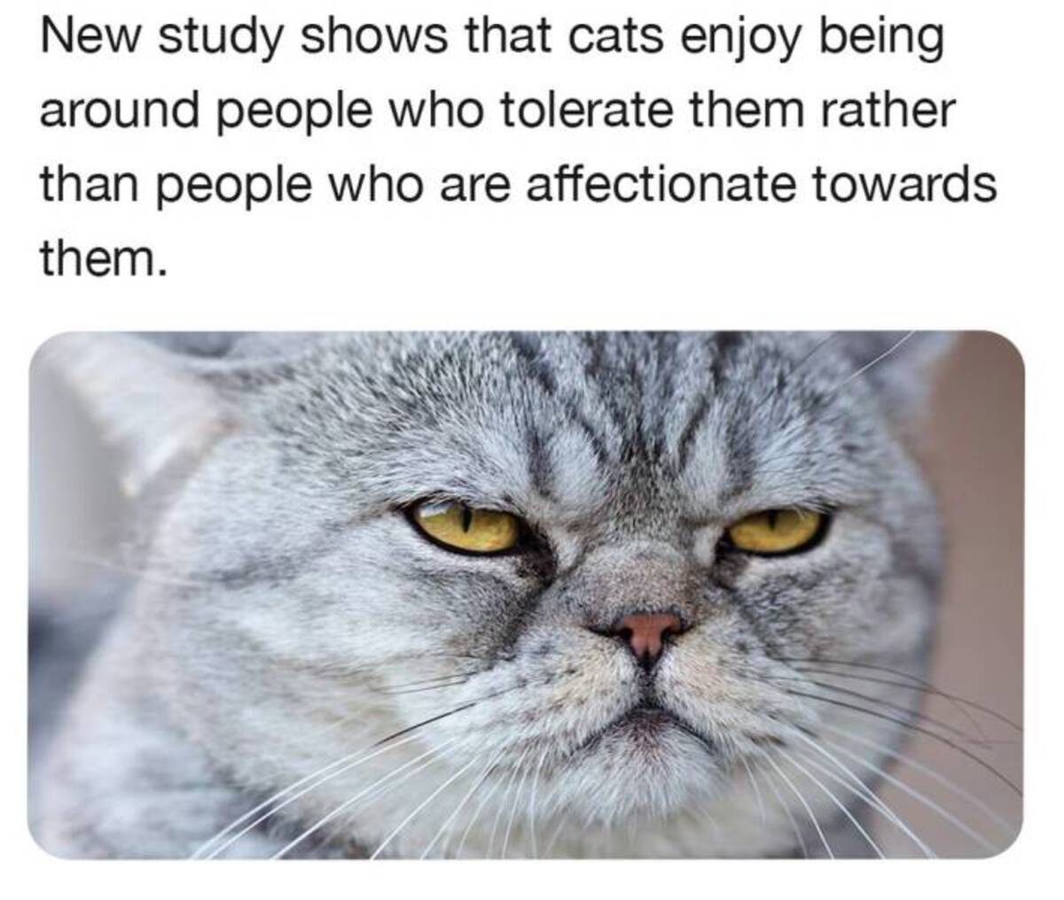 cat - New study shows that cats enjoy being around people who tolerate them rather than people who are affectionate towards them.