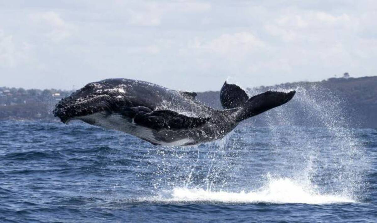 cute humpback whales