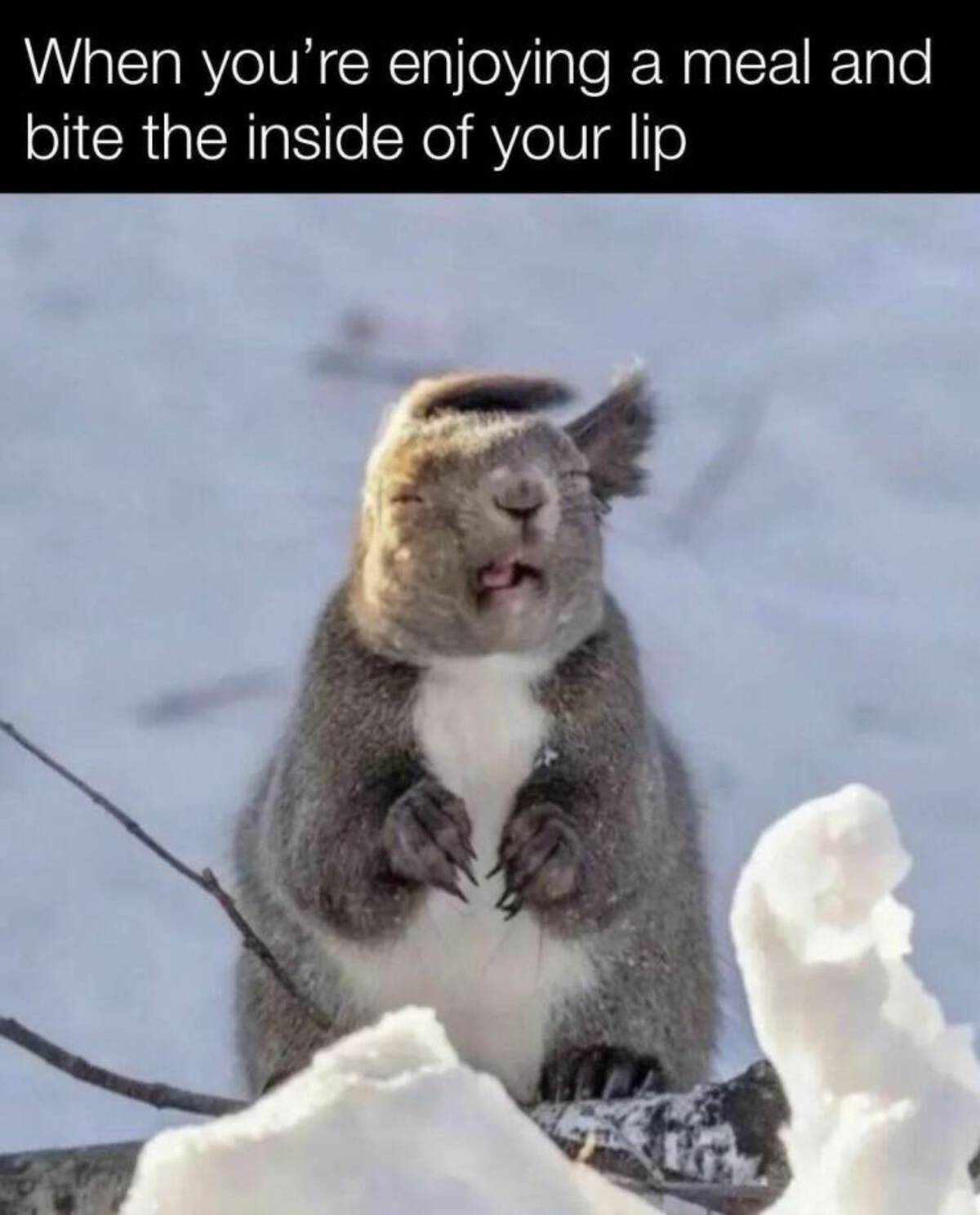 squirrel being hit by a gust of wind - When you're enjoying a meal and bite the inside of your lip