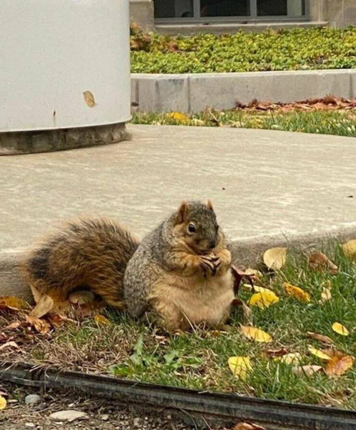 fat squirrel reddit