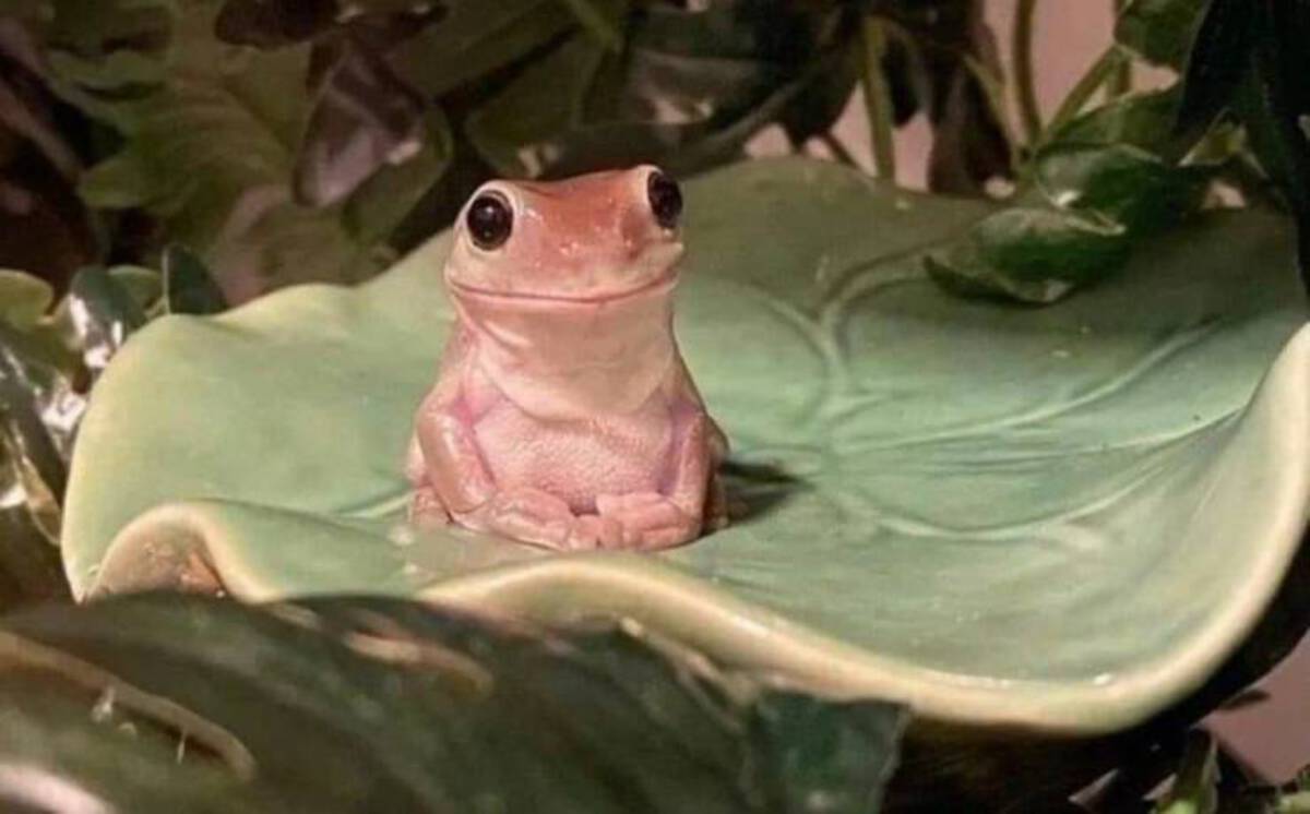 frog on lily pad meme