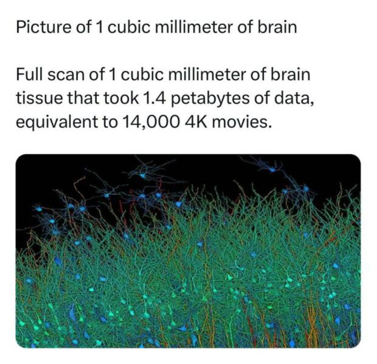 grass - Picture of 1 cubic millimeter of brain Full scan of 1 cubic millimeter of brain tissue that took 1.4 petabytes of data, equivalent to 14, movies.