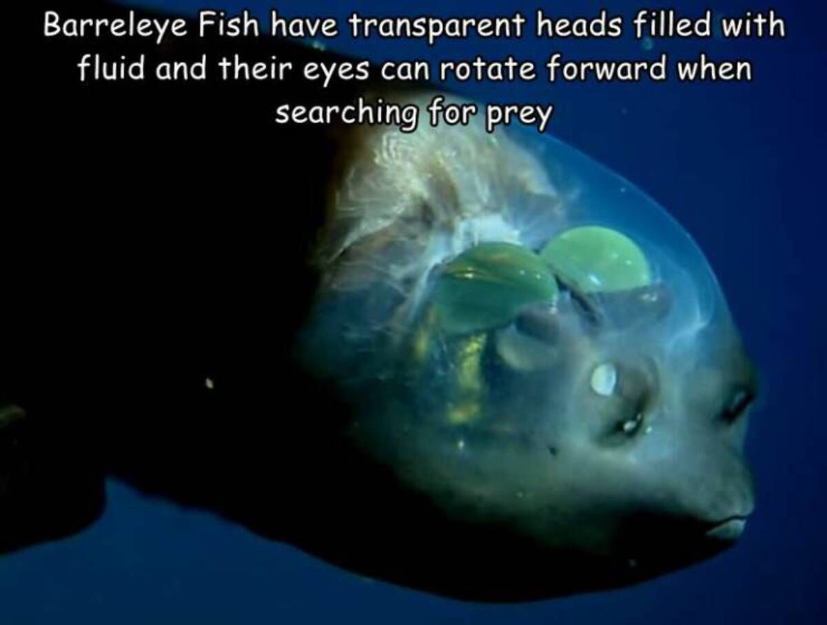macropinna microstoma - Barreleye Fish have transparent heads filled with fluid and their eyes can rotate forward when searching for prey