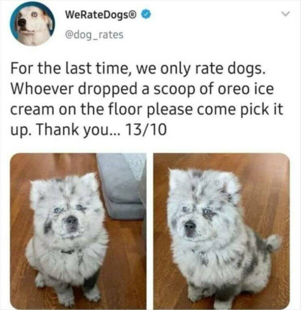 pomeranian - WeRateDogs For the last time, we only rate dogs. Whoever dropped a scoop of oreo ice cream on the floor please come pick it up. Thank you... 1310