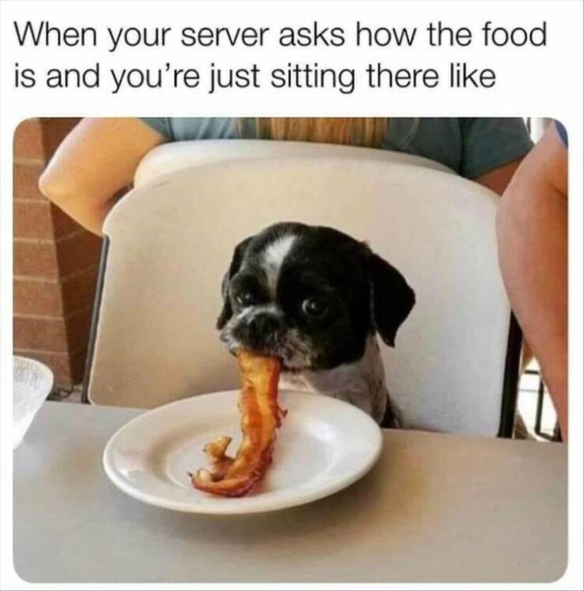 dog eating food funny - When your server asks how the food is and you're just sitting there