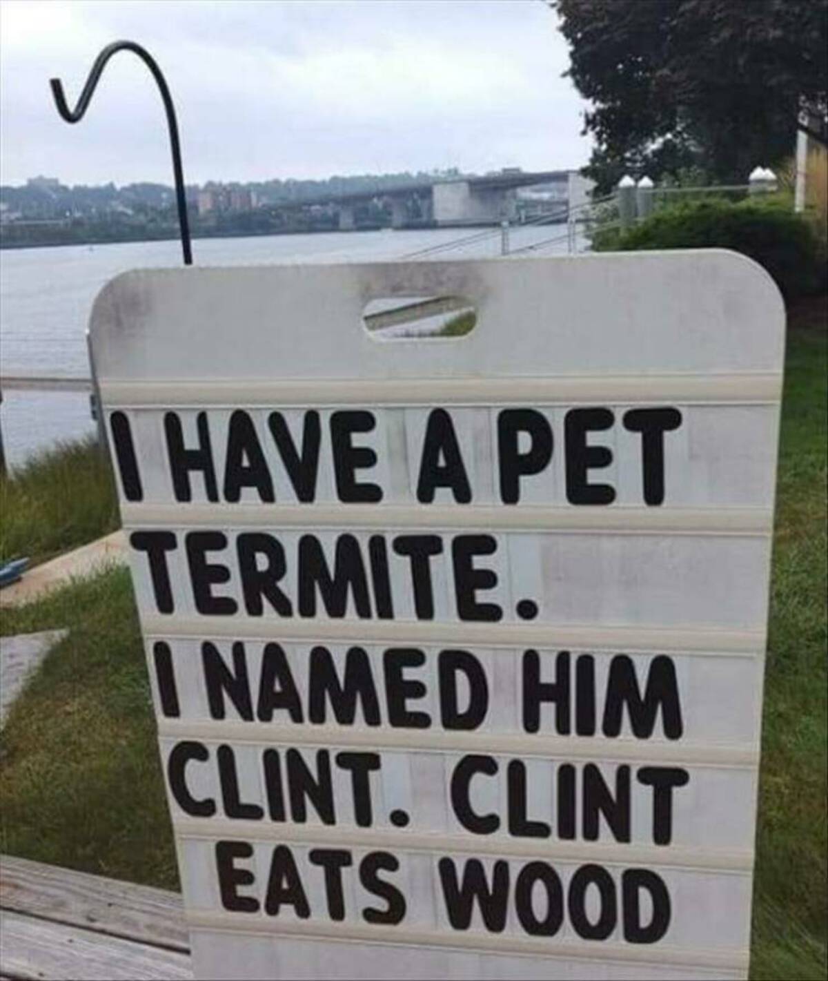 termite clint eats wood - I Have A Pet Termite. I Named Him Clint. Clint Eats Wood