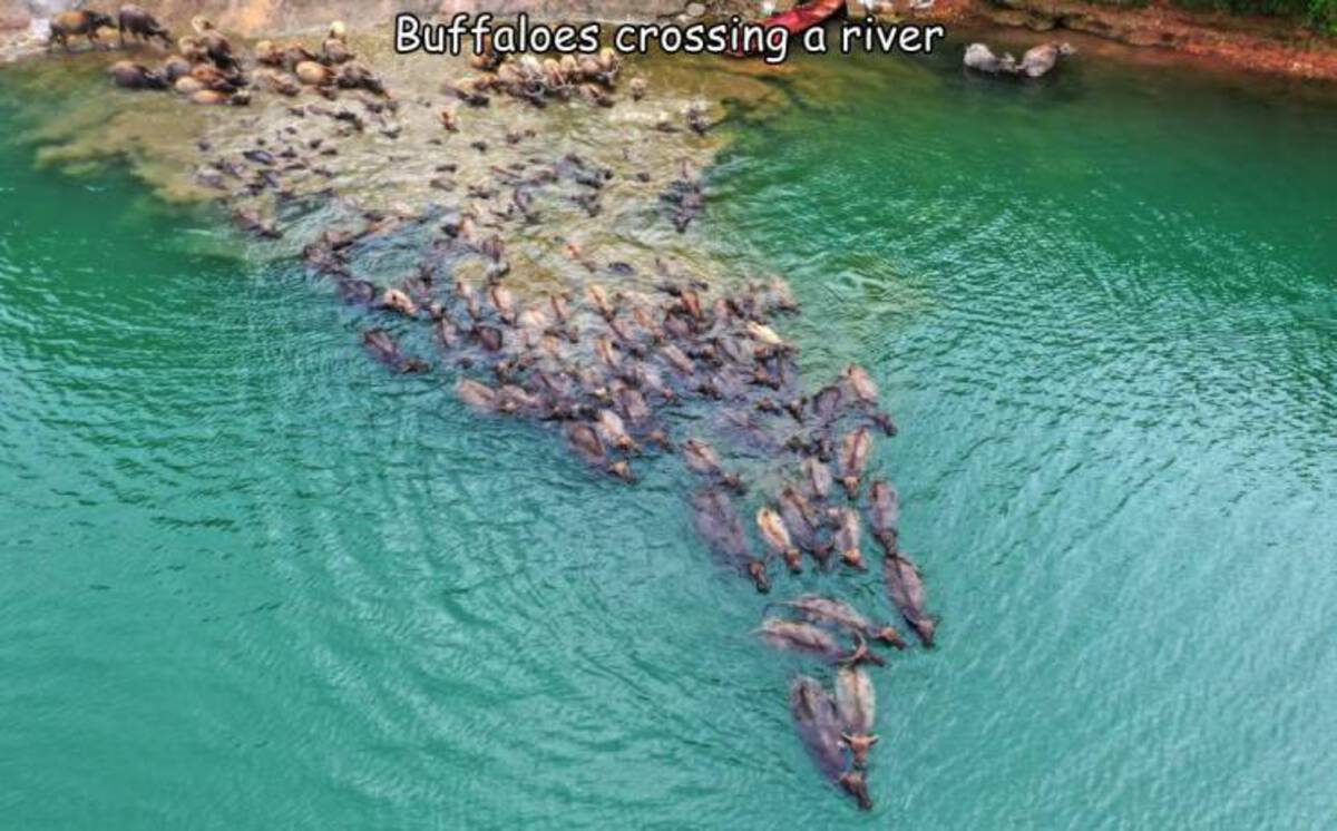 sea - Buffaloes crossing a river