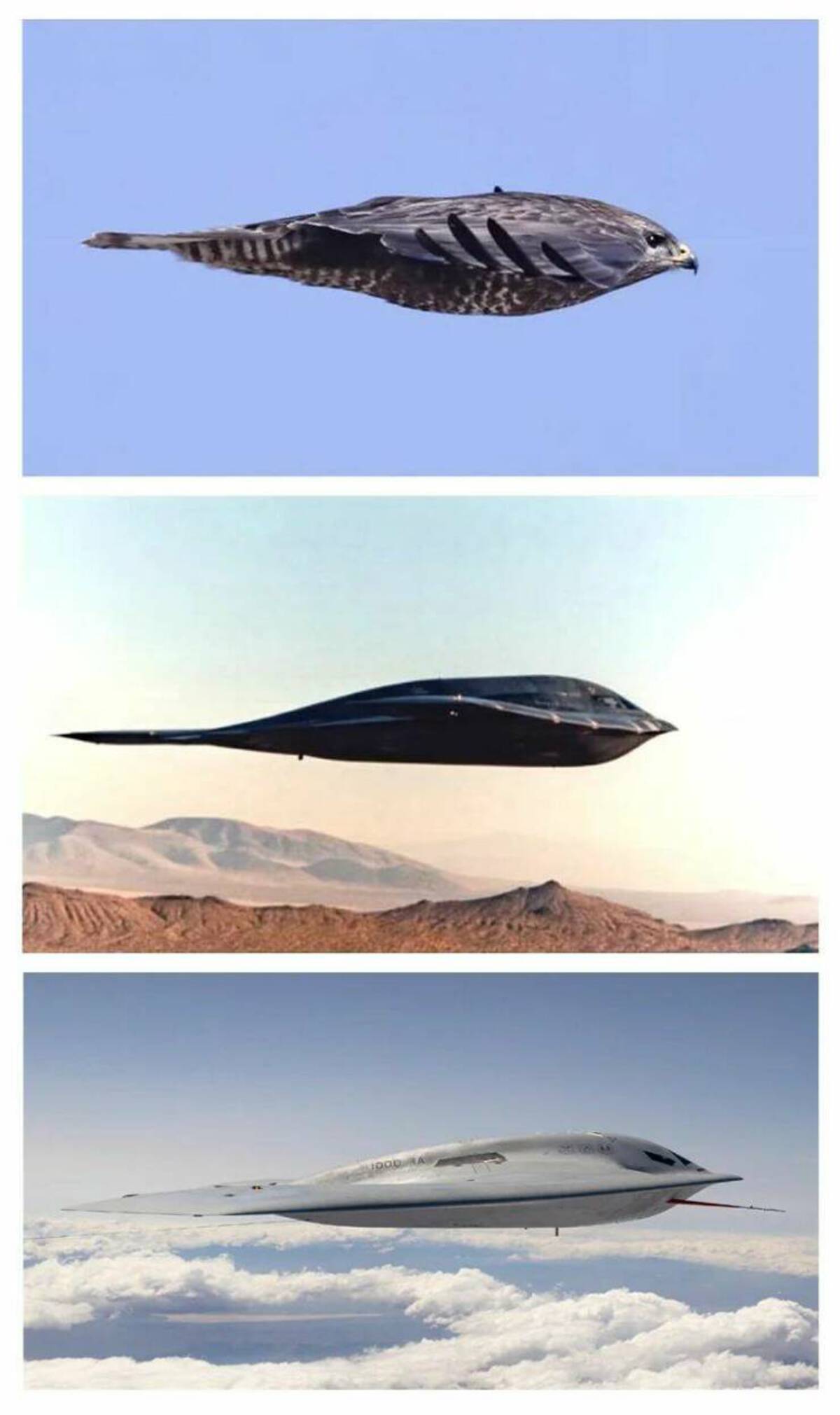 peregrine falcon stealth bomber