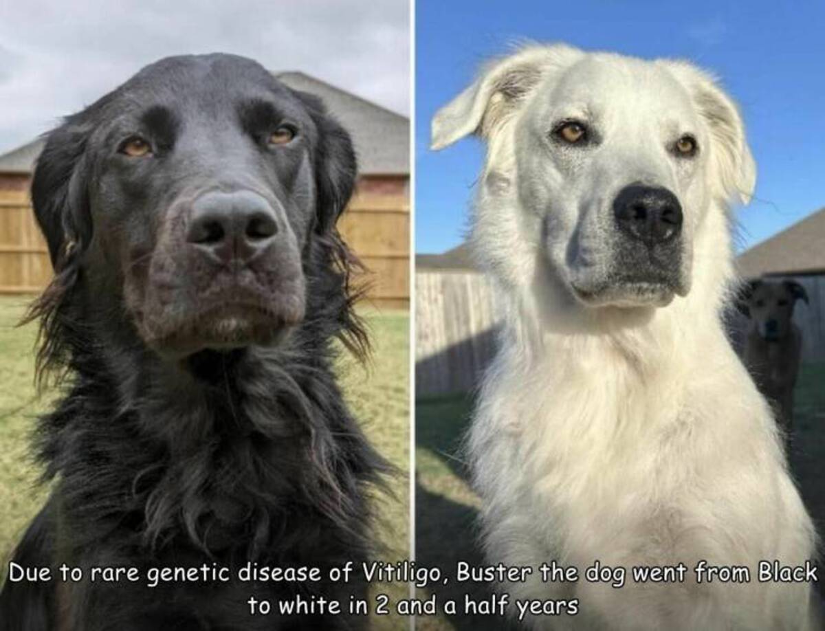 dog turns from black to white - Due to rare genetic disease of Vitiligo, Buster the dog went from Black to white in 2 and a half years