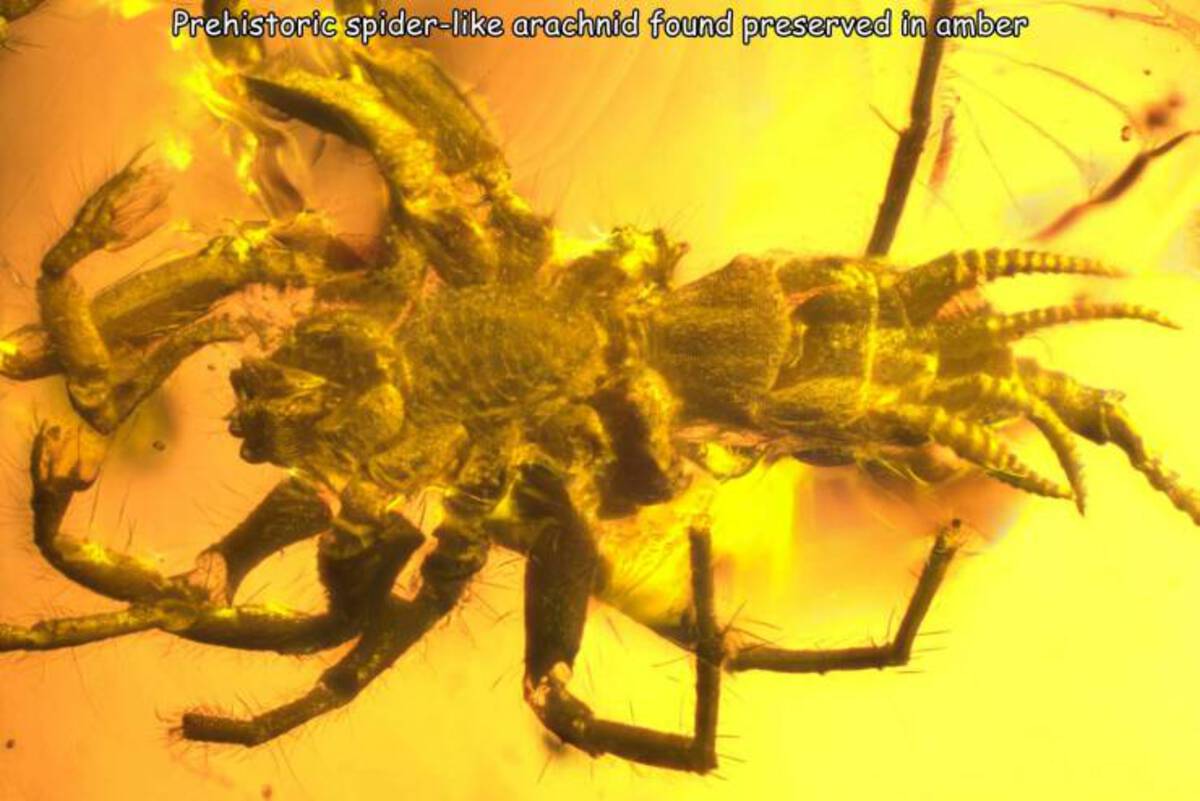 prehistoric arachnid - Prehistoric spider arachnid found preserved in amber