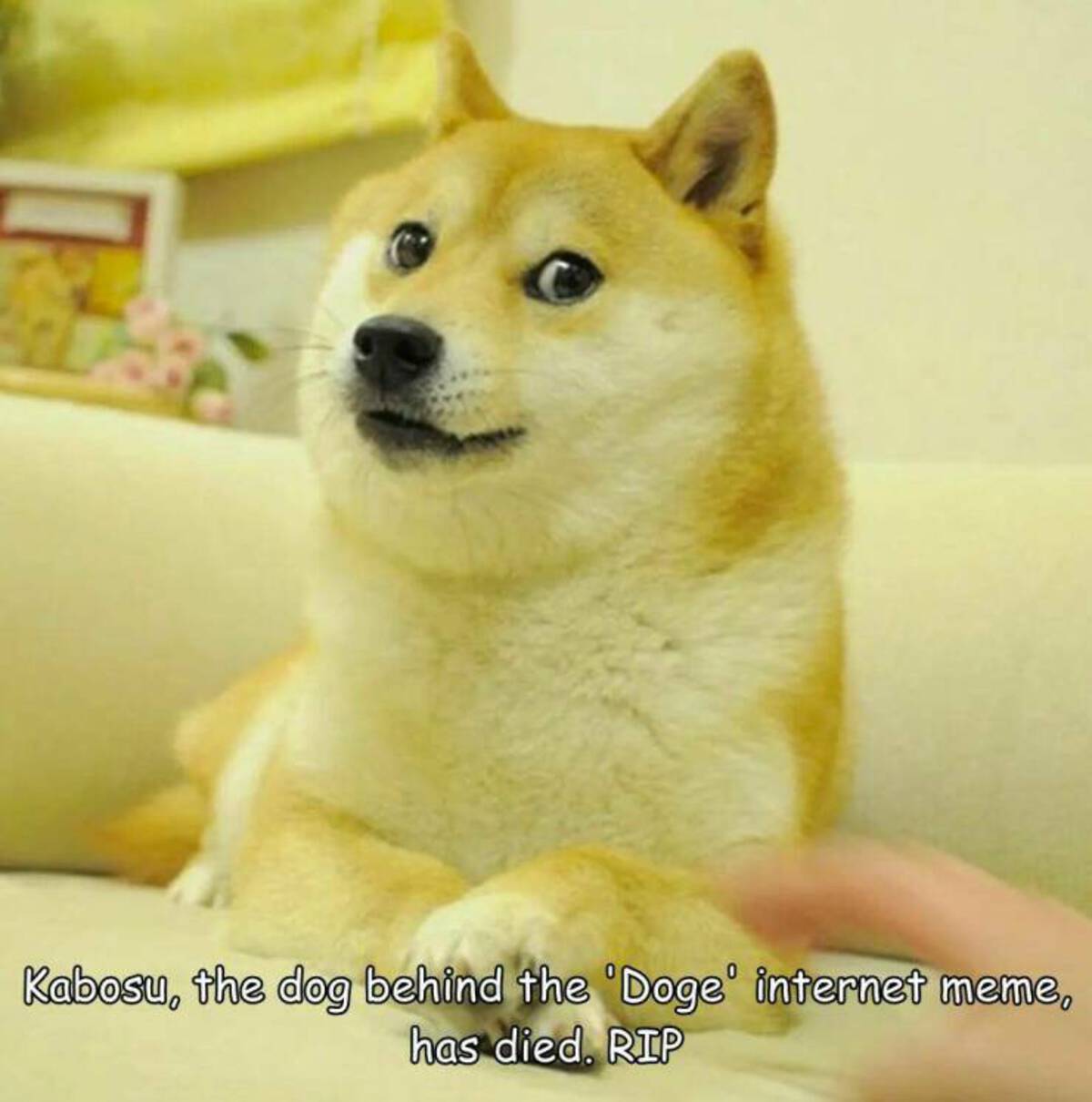 shiba inu - Kabosu, the dog behind the 'Doge' internet meme, has died. Rip