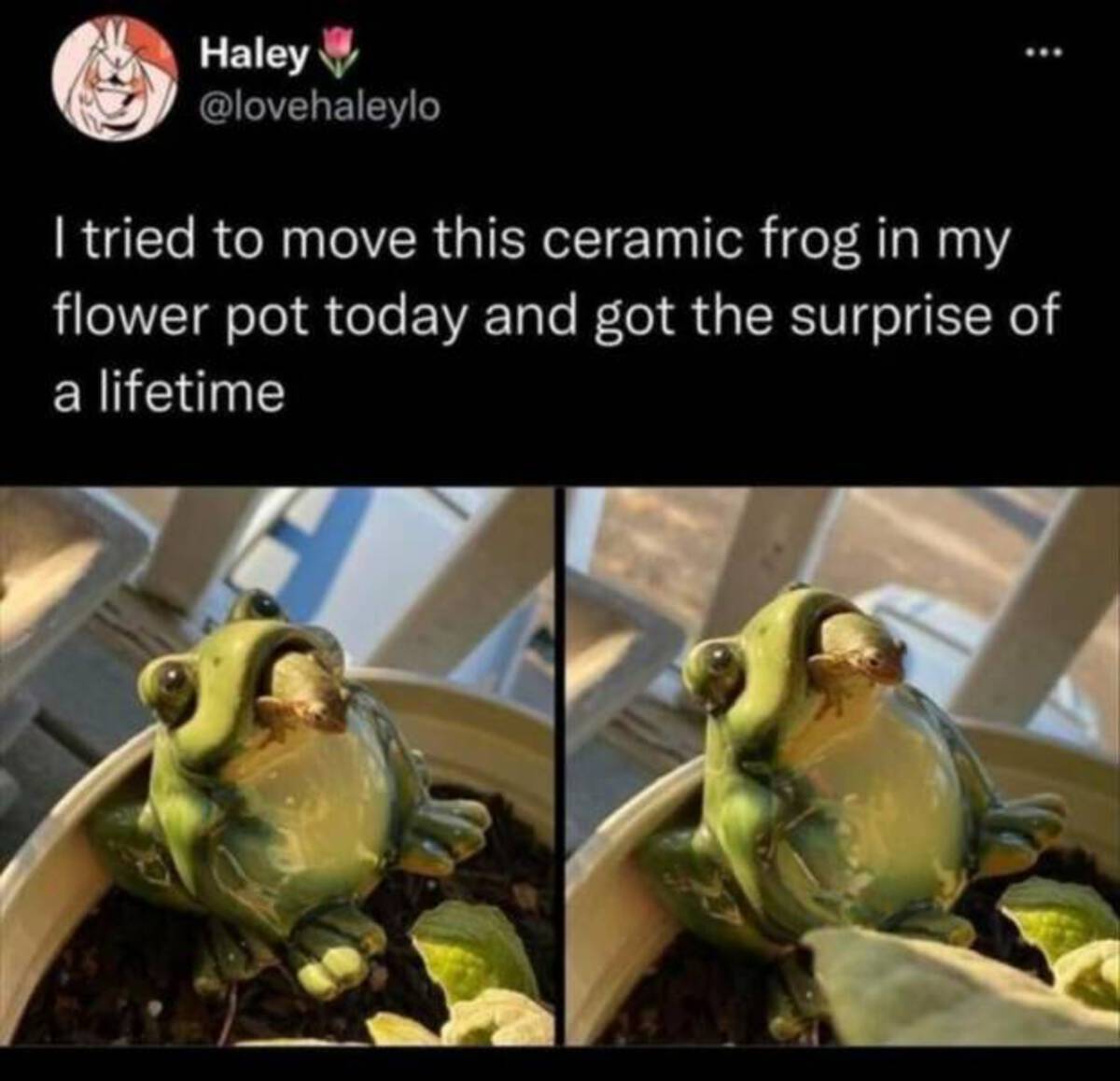 frog memes - Haley I tried to move this ceramic frog in my flower pot today and got the surprise of a lifetime