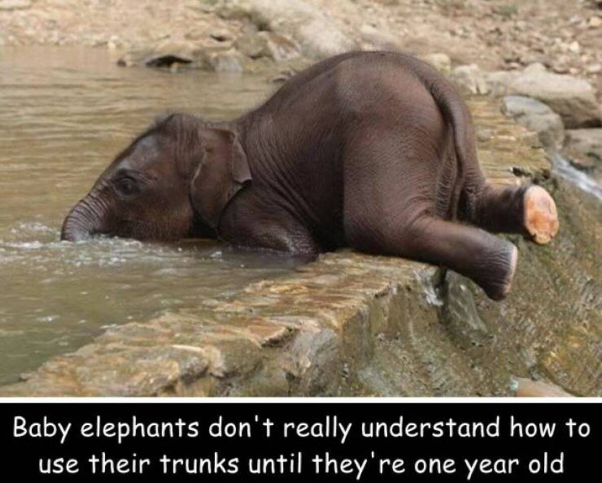 cute baby elephant in water - Baby elephants don't really understand how to use their trunks until they're one year old