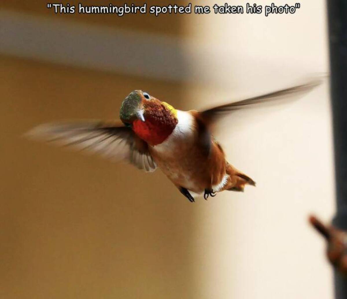 Hummingbirds - "This hummingbird spotted me taken his photo"