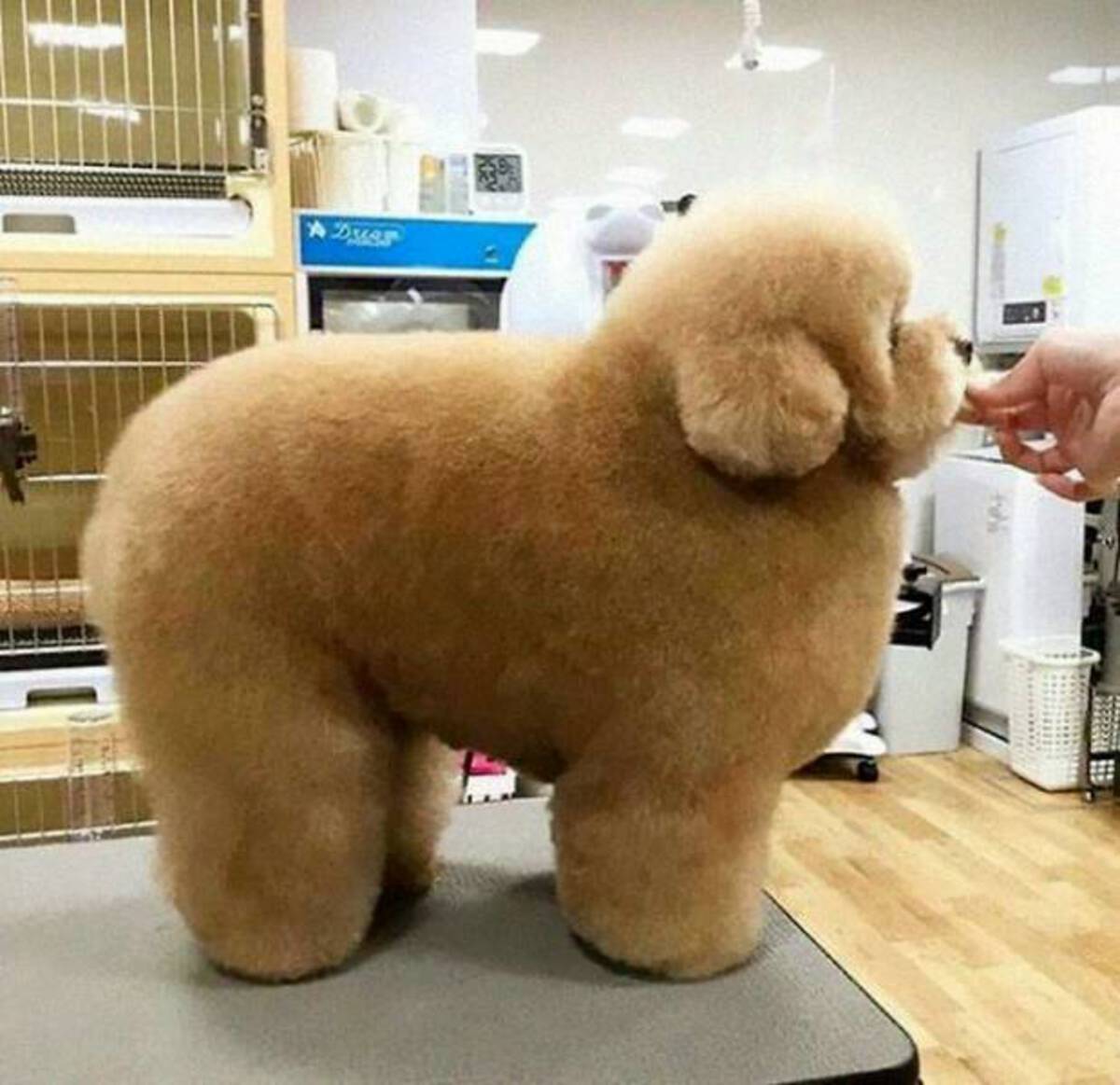 absolute unit dog