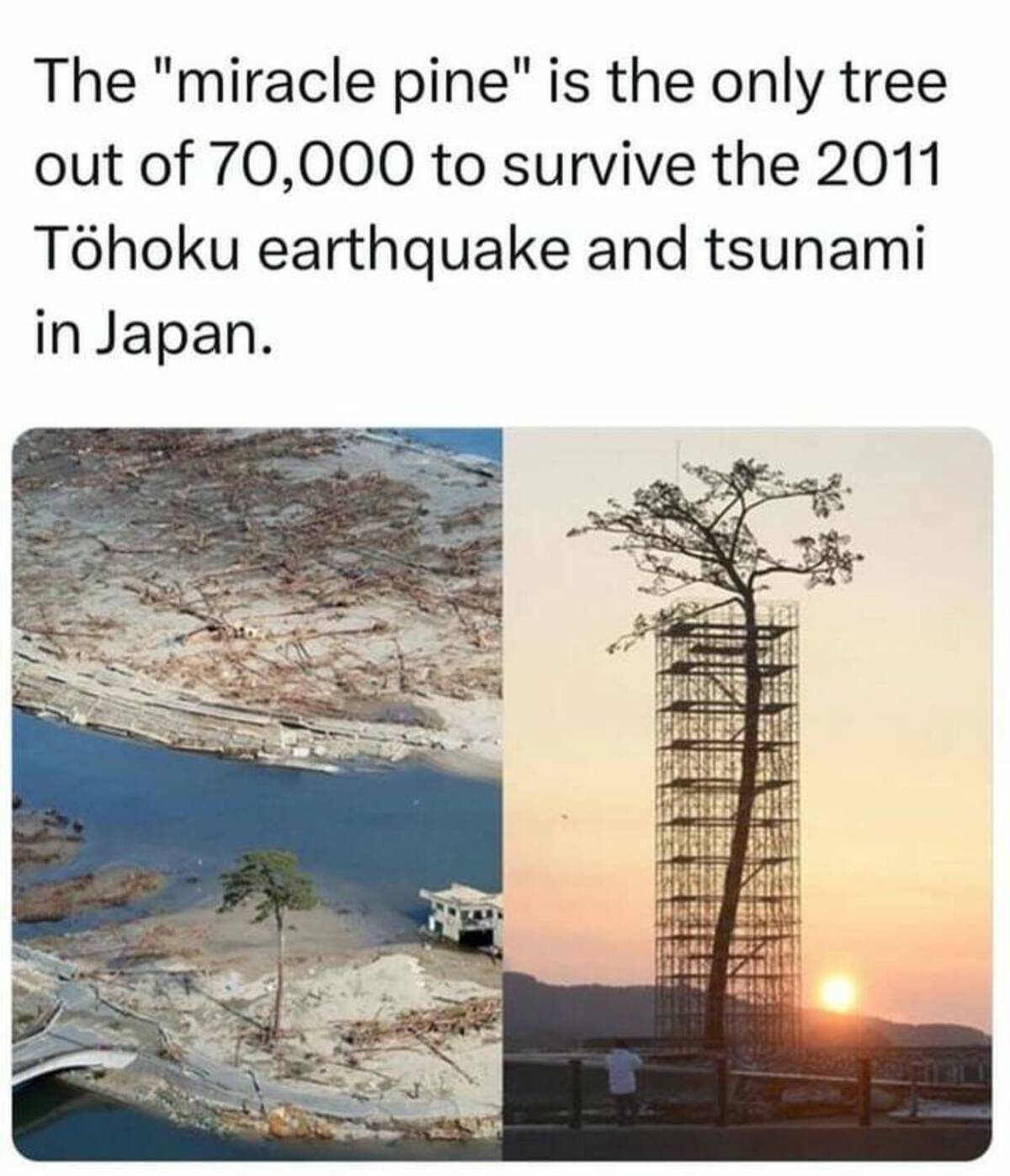 tree scaffolding - The "miracle pine" is the only tree out of 70,000 to survive the 2011 Thoku earthquake and tsunami in Japan.