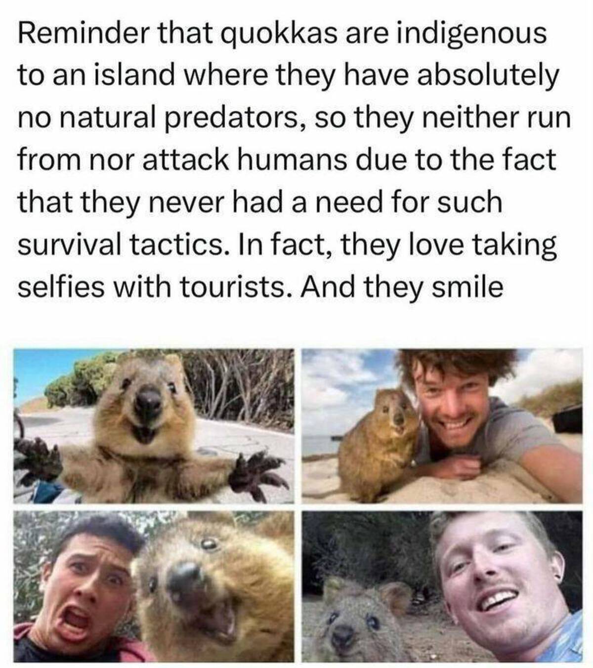 island with no natural predators - Reminder that quokkas are indigenous to an island where they have absolutely no natural predators, so they neither run from nor attack humans due to the fact that they never had a need for such survival tactics. In fact,