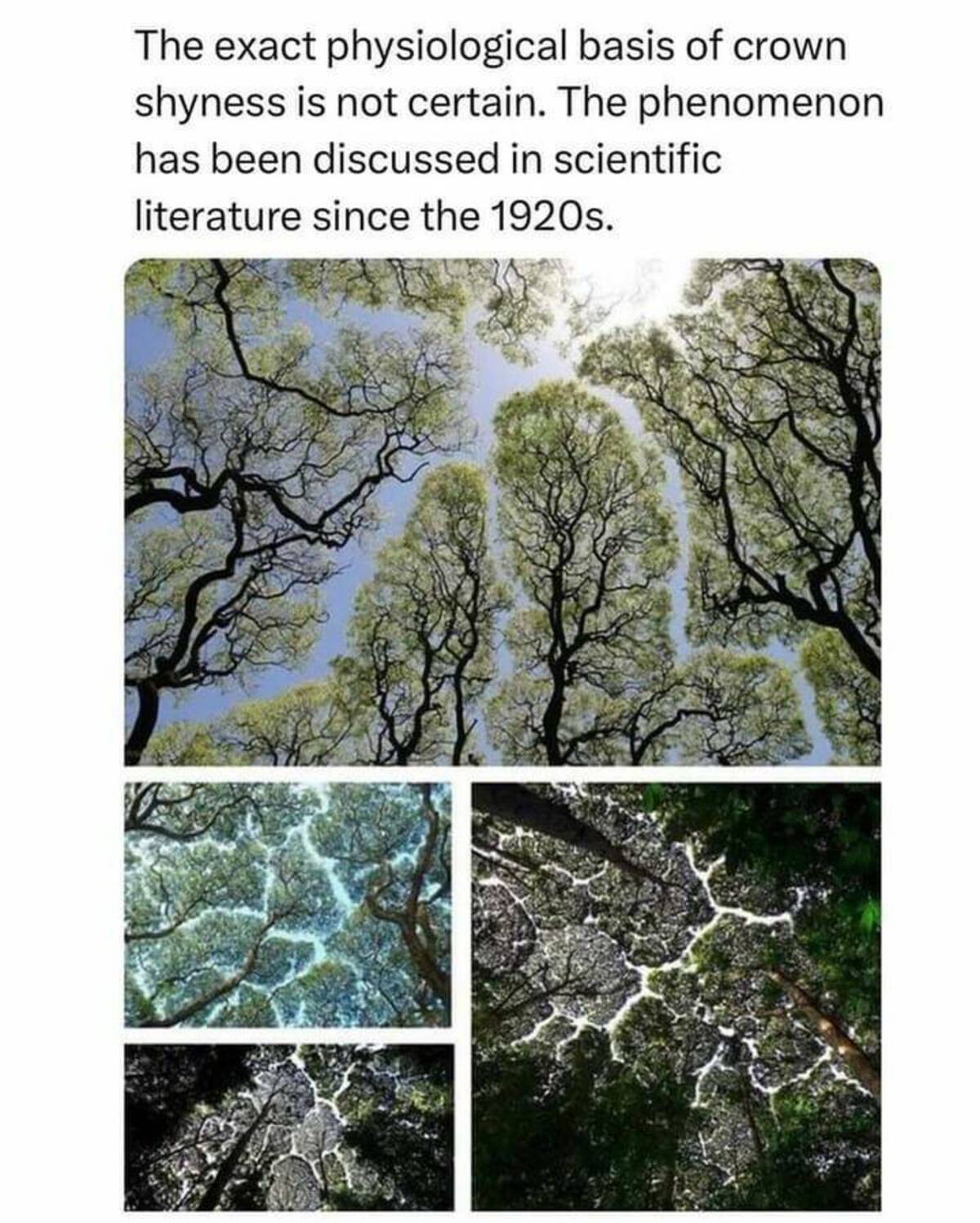 exact physiological basis of crown shyness is not certain the phenomenon has been discussed in scientific literature since the 1920s a prominent hypothesis - The exact physiological basis of crown shyness is not certain. The phenomenon has been discussed 