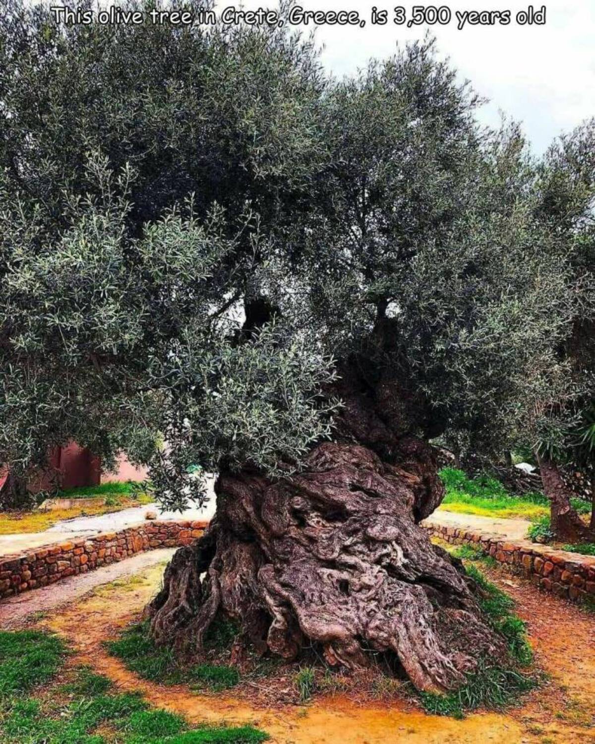 oldest olive tree in the world - This olive tree in Crete, Greece, is 3,500 years old