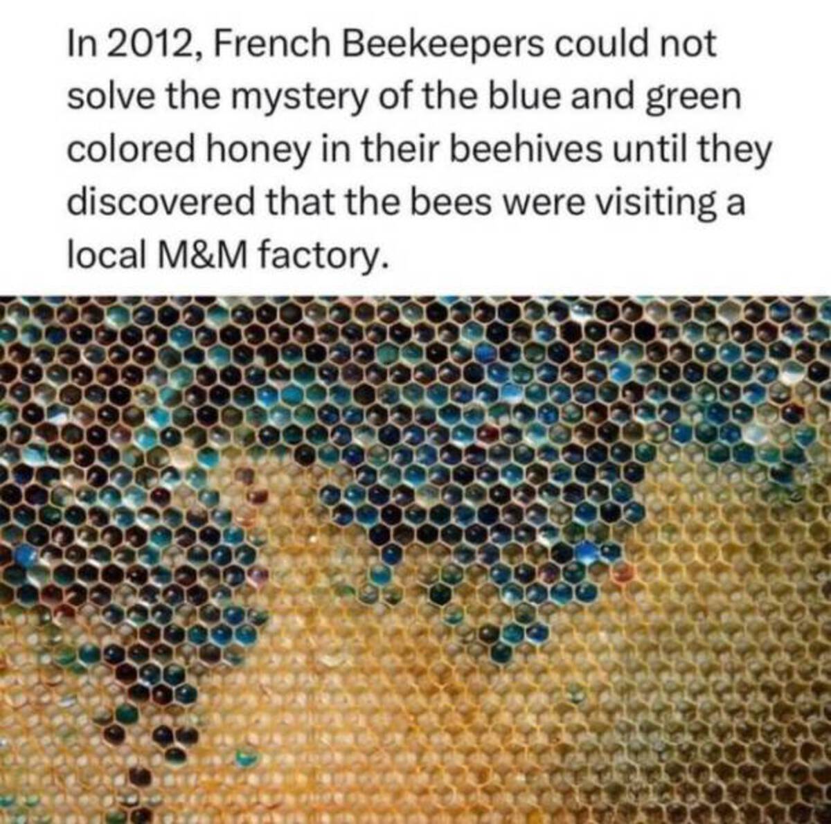 green honey bee - In 2012, French Beekeepers could not solve the mystery of the blue and green colored honey in their beehives until they discovered that the bees were visiting a local M&M factory.