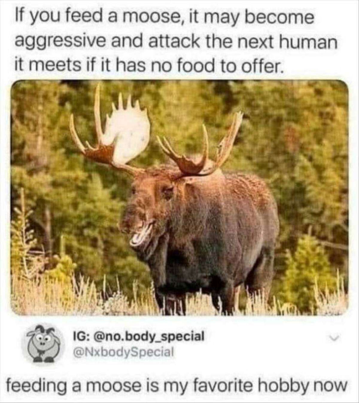 moose memes - If you feed a moose, it may become aggressive and attack the next human it meets if it has no food to offer. Ig .body_special feeding a moose is my favorite hobby now