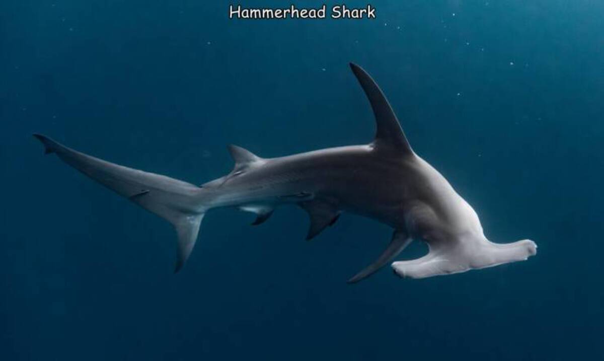 great white shark - Hammerhead Shark