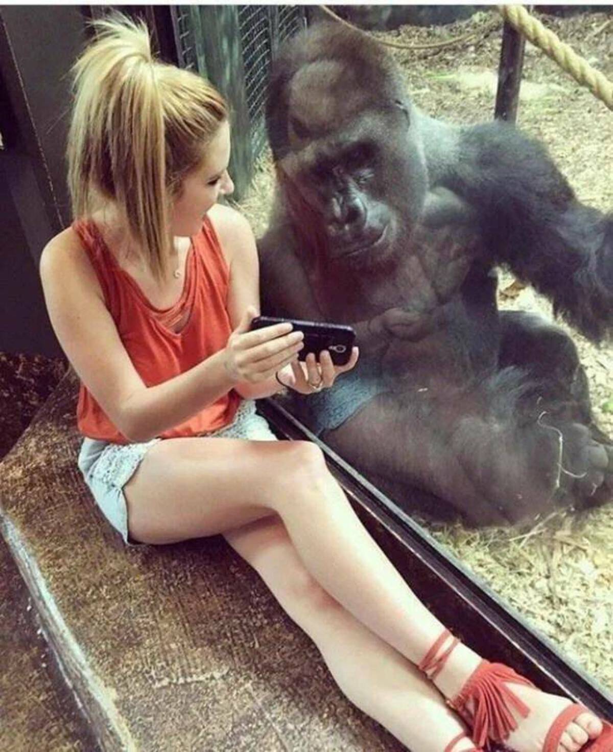 gorilla loves human