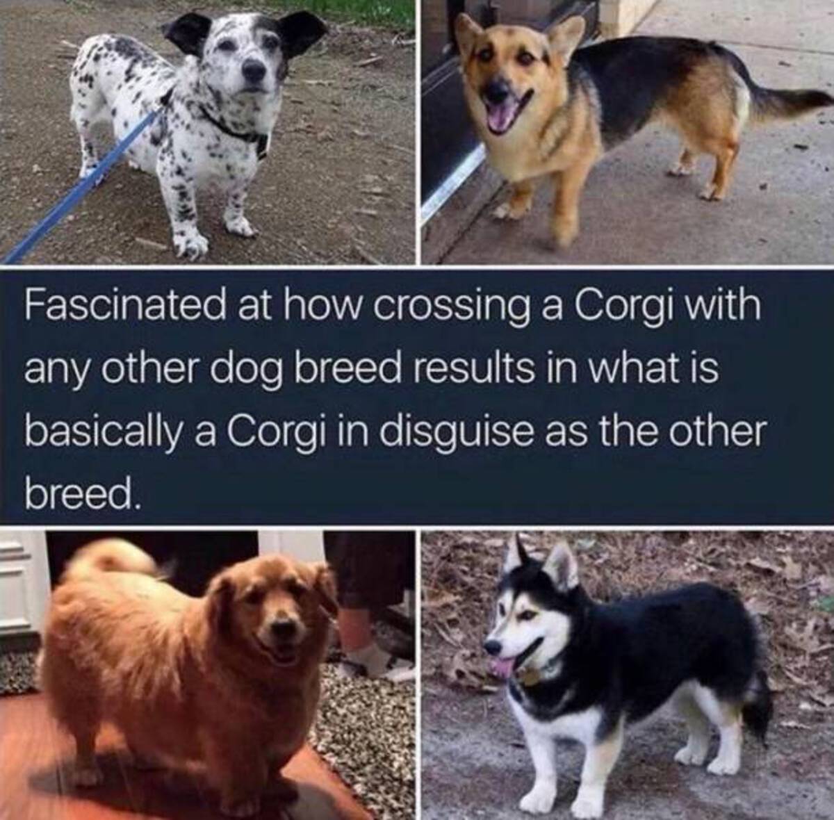 corgi with other breeds - Fascinated at how crossing a Corgi with any other dog breed results in what is basically a Corgi in disguise as the other breed.