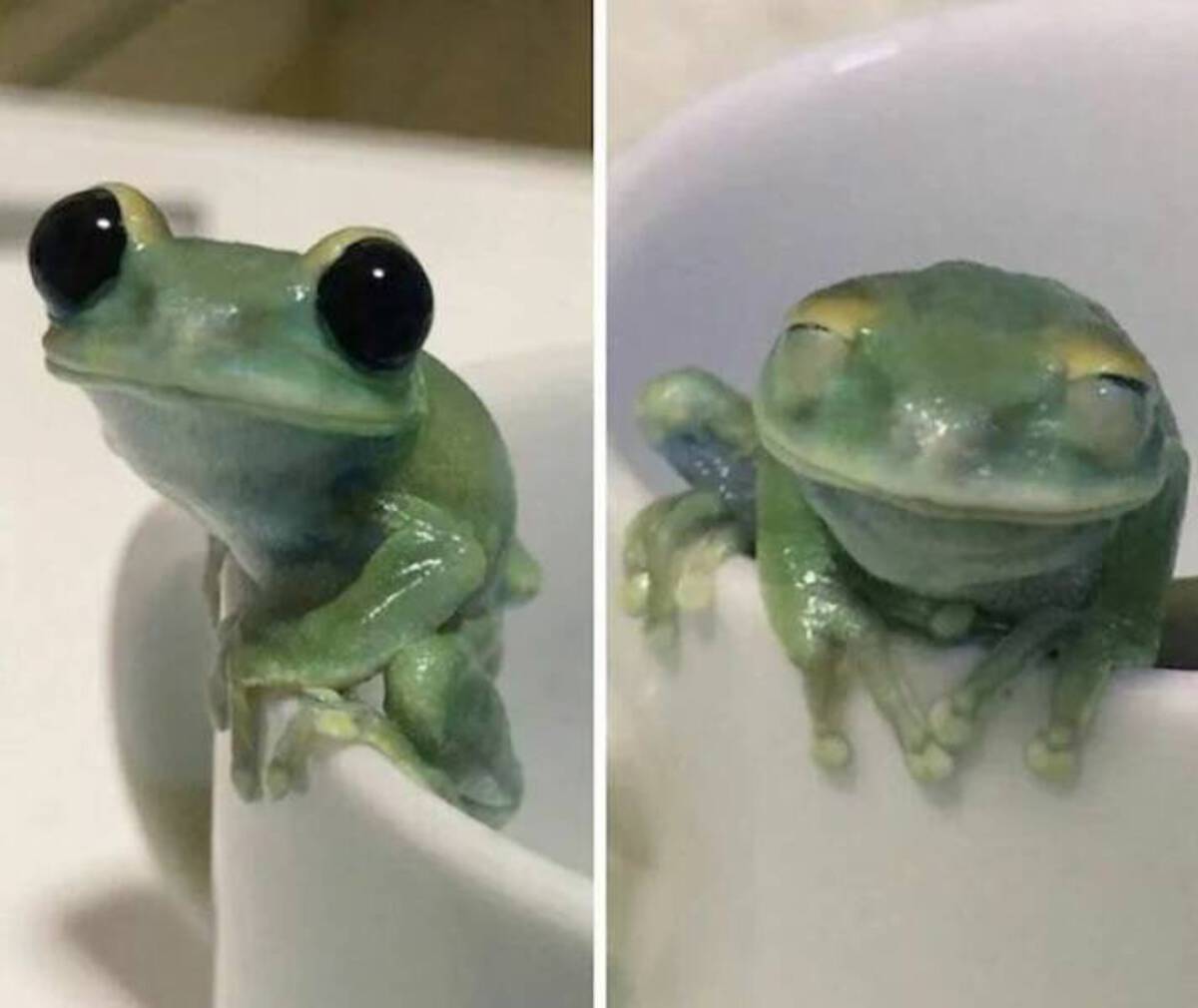 cute frog blinking