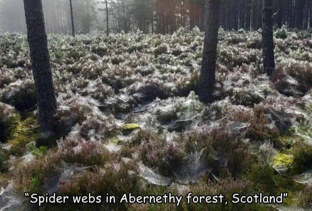 forest covered in spider webs - "Spider webs in Abernethy forest, Scotland"