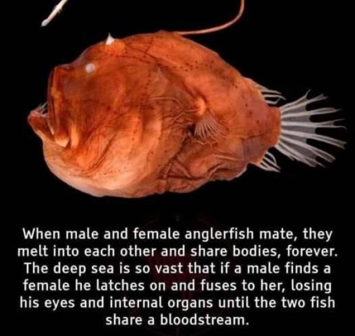 anglerfish reproduction - When male and female anglerfish mate, they melt into each other and bodies, forever. The deep sea is so vast that if a male finds a female he latches on and fuses to her, losing his eyes and internal organs until the two fish a b