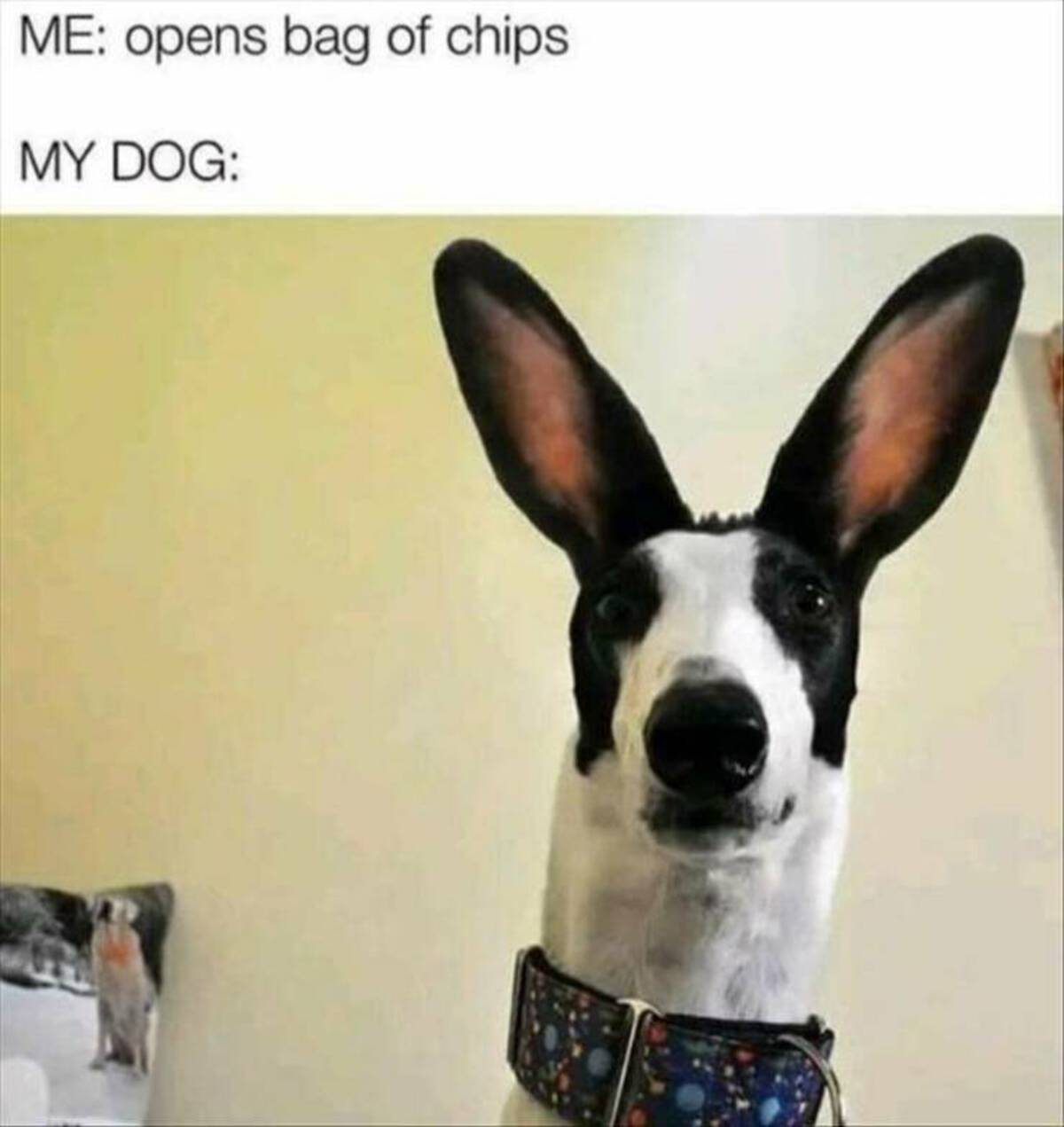 Dog - Me opens bag of chips. My Dog