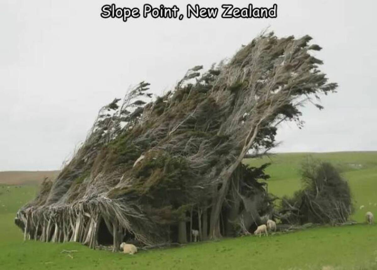 rarest tree new zealand - Slope Point, New Zealand
