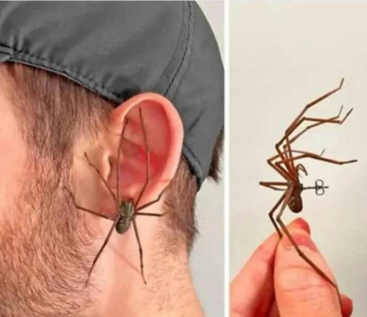 giant spider earring