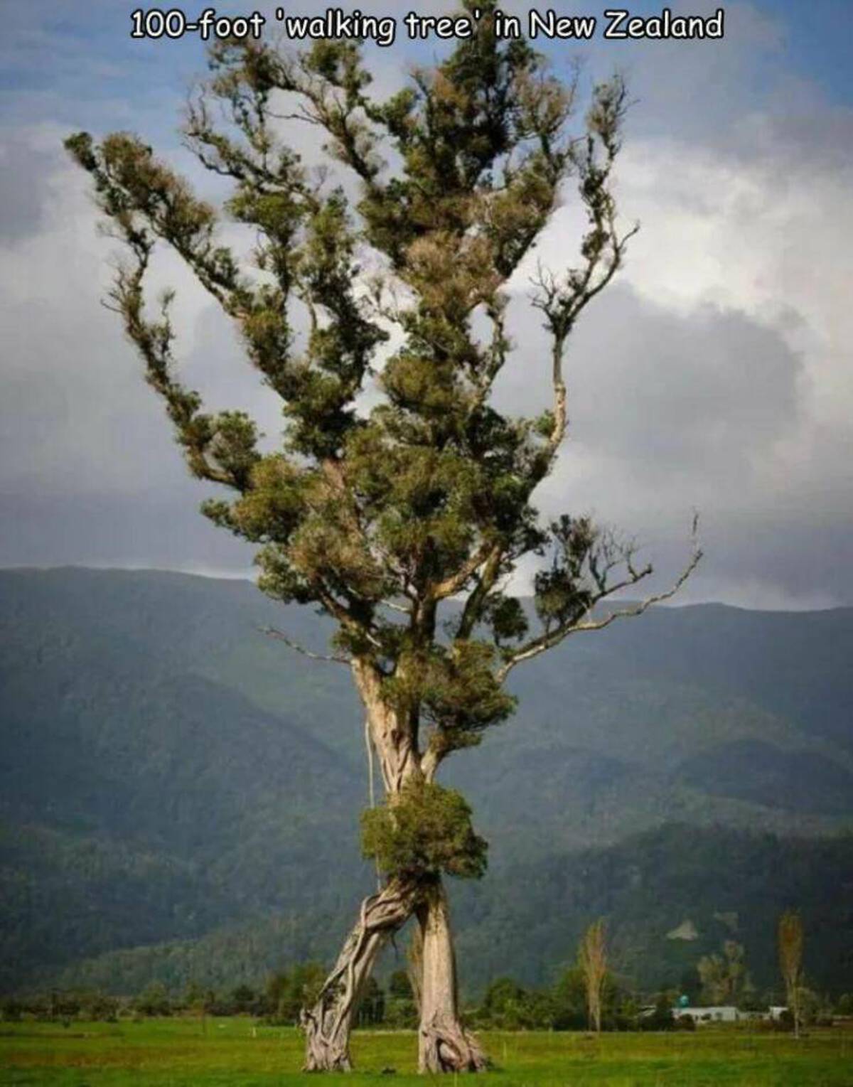 tree of the year nz - 100foot 'walking tree' in New Zealand