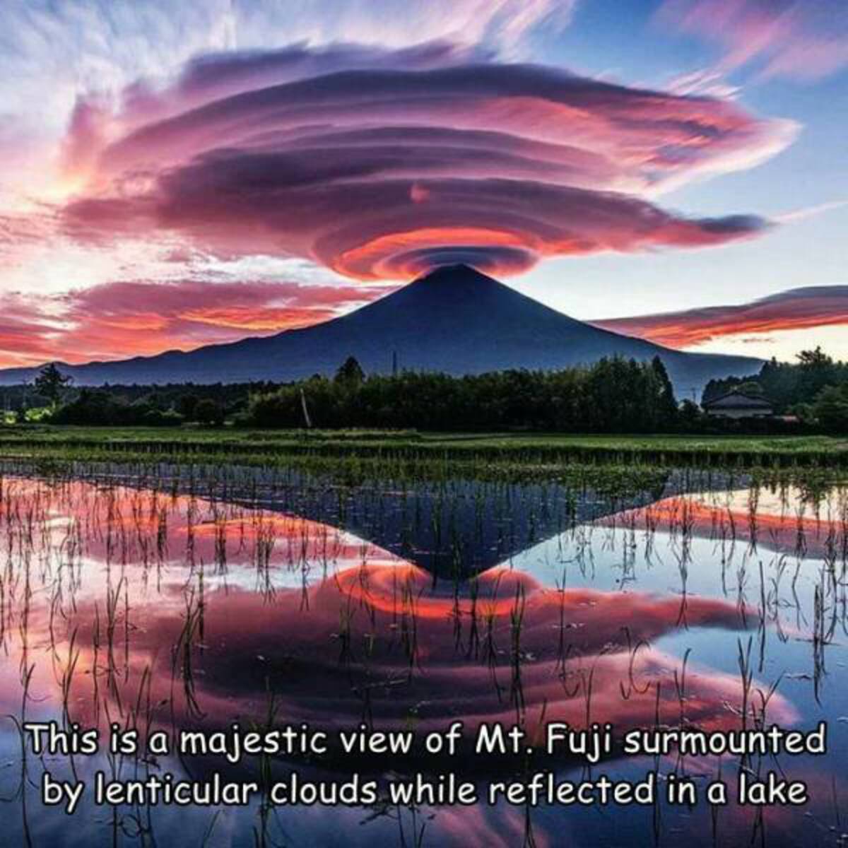 mount fuji reflecting in lake tanuki japan - This is a majestic view of Mt. Fuji surmounted by lenticular clouds while reflected in a lake