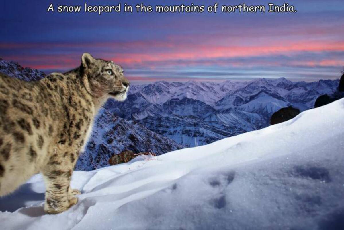 wildlife photographer of the year snow leopard - A snow leopard in the mountains of northern India.