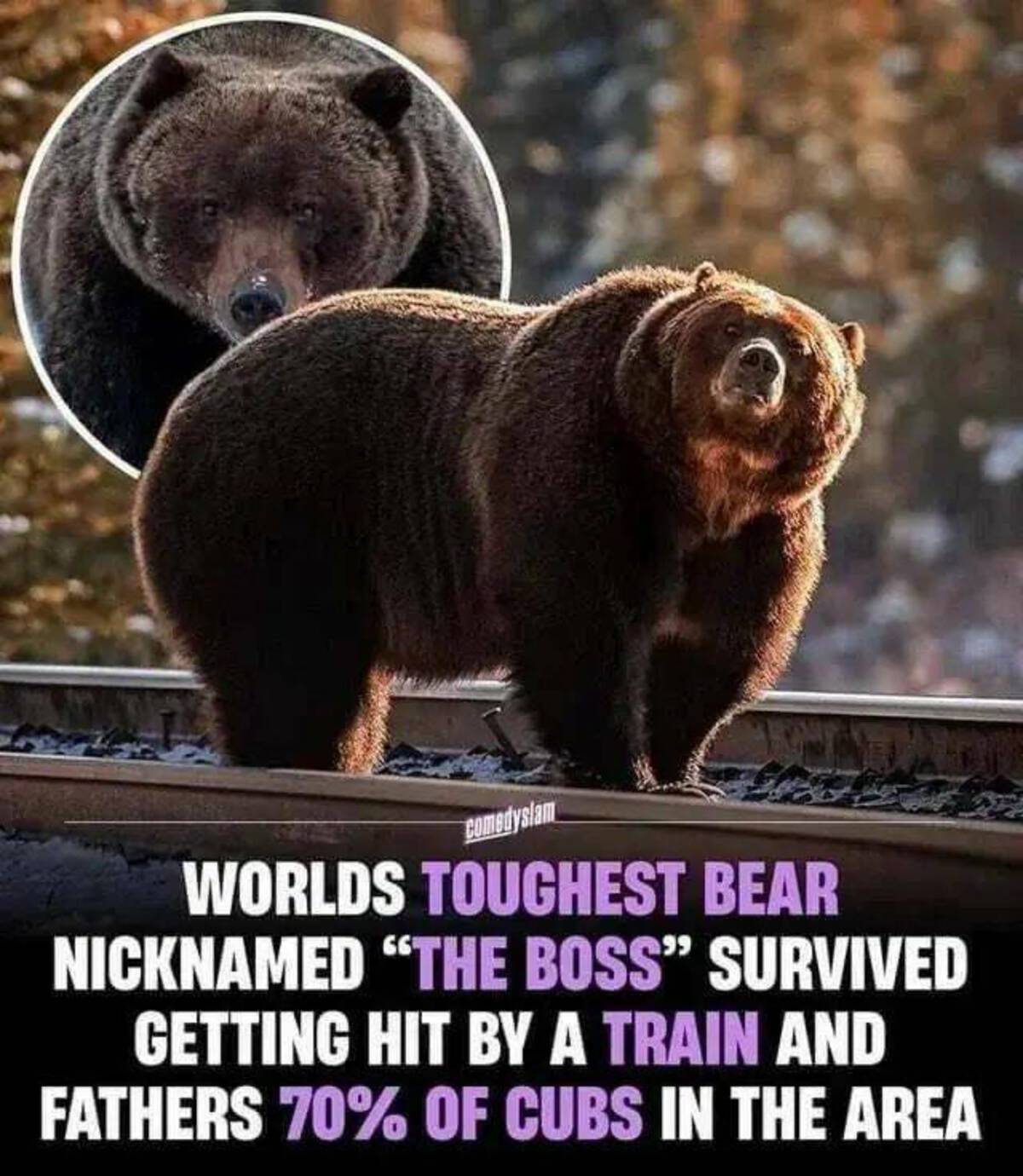 boss grizzly bear - Comedyslam Worlds Toughest Bear Nicknamed "The Boss" Survived Getting Hit By A Train And Fathers 70% Of Cubs In The Area