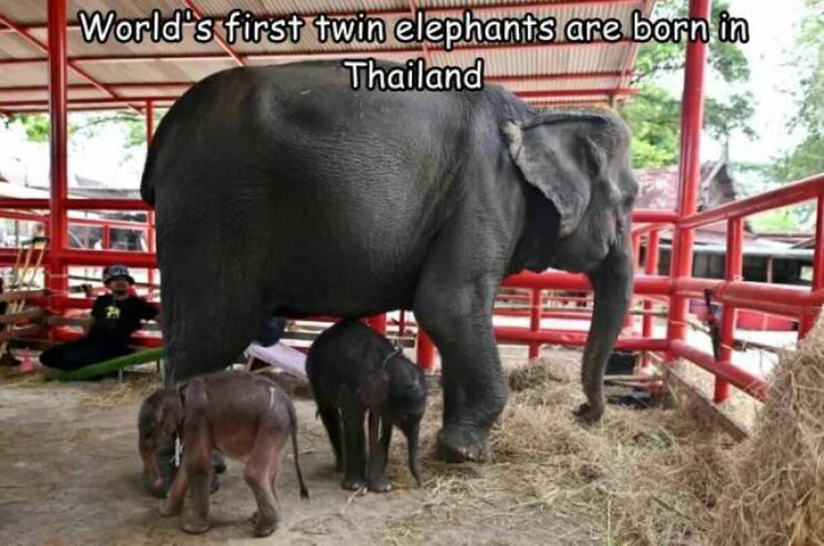 Elephant - World's first twin elephants are born in Thailand
