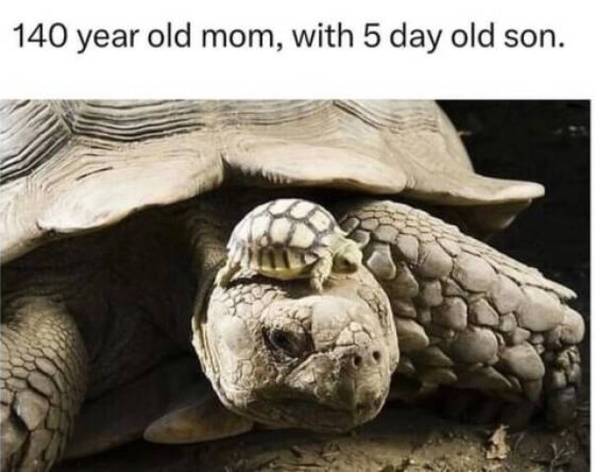 140 year old tortoise wearing son as hat - 140 year old mom, with 5 day old son.
