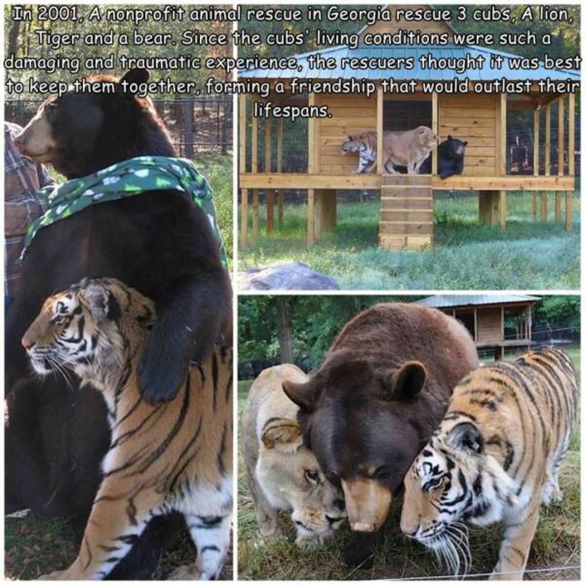 3 different animals together - In 2001, A nonprofit animal rescue in Georgia rescue 3 cubs, A lion, Tiger and a bear. Since the cubs living conditions were such a damaging and traumatic experience, the rescuers thought it was best to keep them together, f