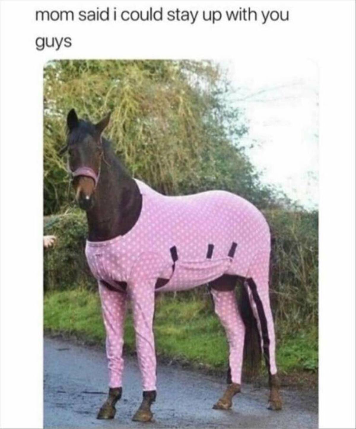 horse wearing pajamas - mom said i could stay up with you guys