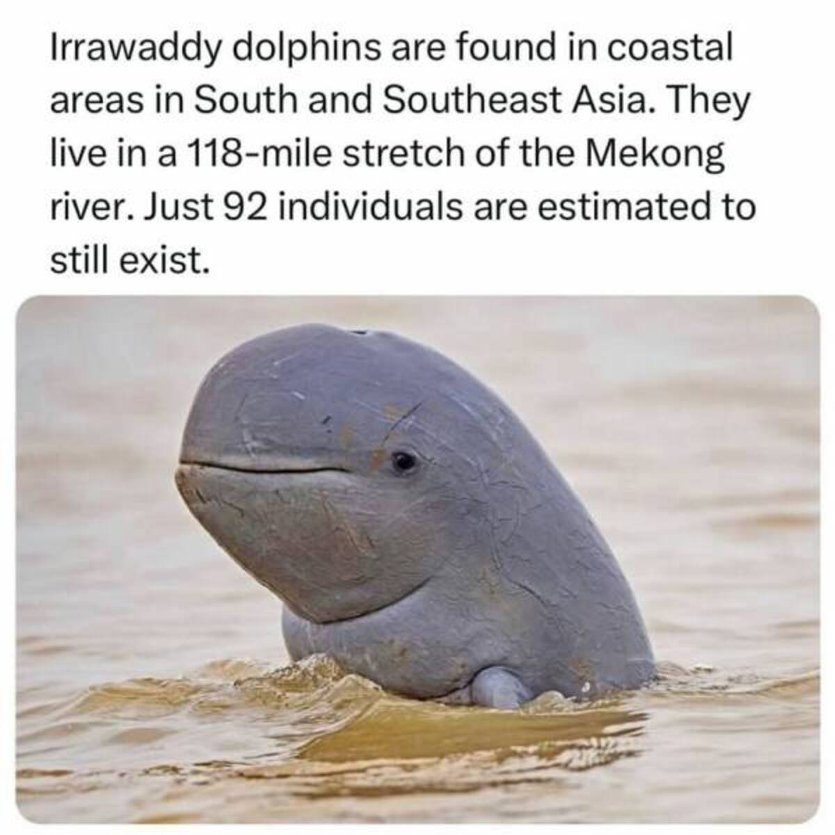 cambodia animals - Irrawaddy dolphins are found in coastal areas in South and Southeast Asia. They live in a 118mile stretch of the Mekong river. Just 92 individuals are estimated to still exist.