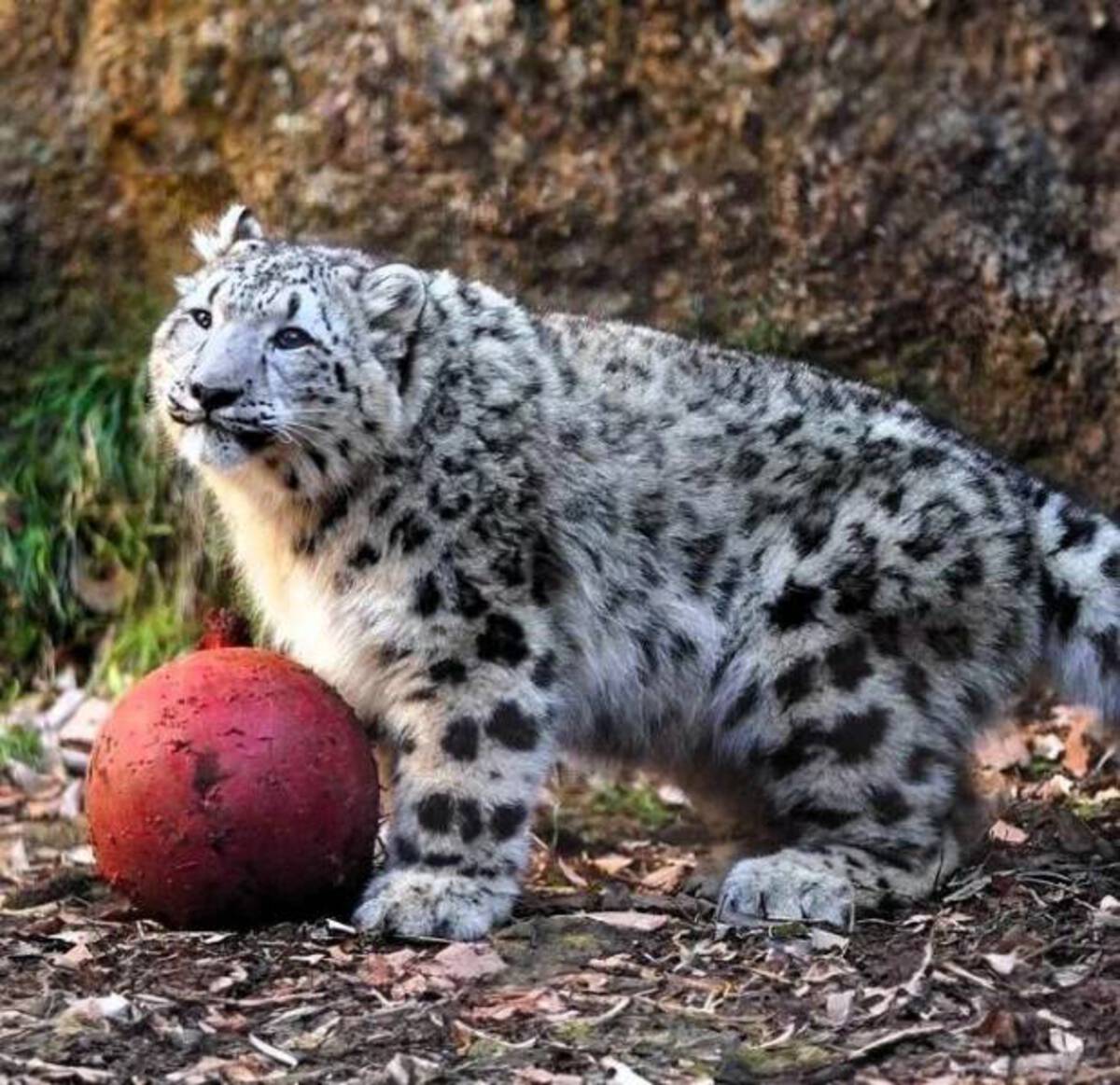 fat leopard cub