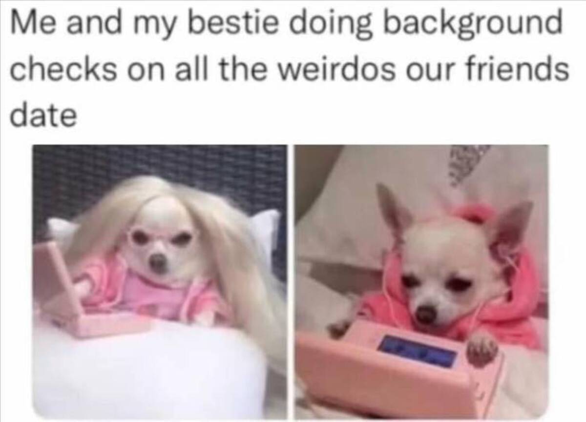cute chihuahua aesthetic - Me and my bestie doing background checks on all the weirdos our friends date