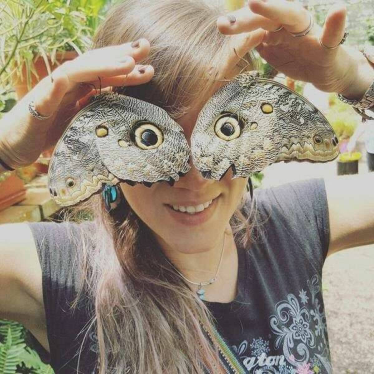 Owl butterflies - tan