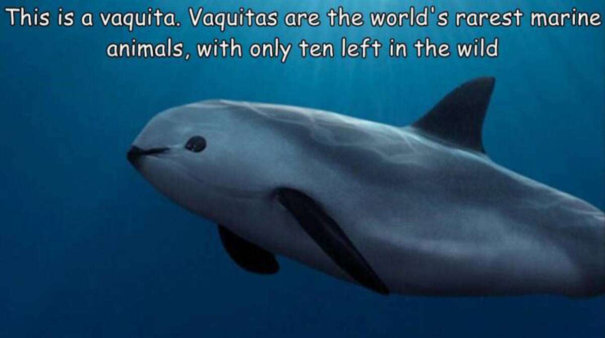 porpoise vaquita - This is a vaquita. Vaquitas are the world's rarest marine animals, with only ten left in the wild
